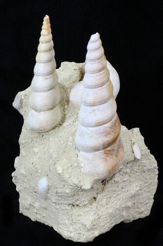 Beautiful Fossil Turritella Cluster - France #29619